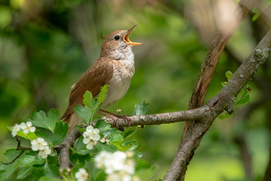 Forest and the Morning Birds Sing - Music Has Healing Power