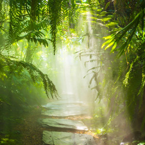 Tropical Rainforest Evening and the Flowing Stream